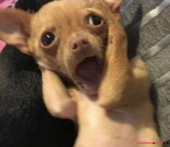 hình ảnh meme chó bựa cute shock